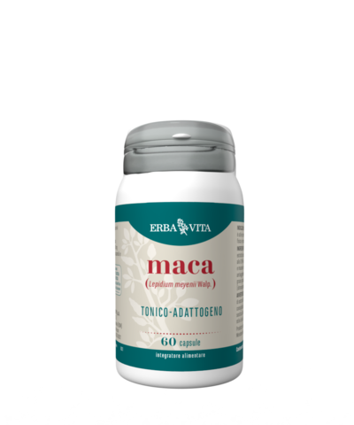 MACA