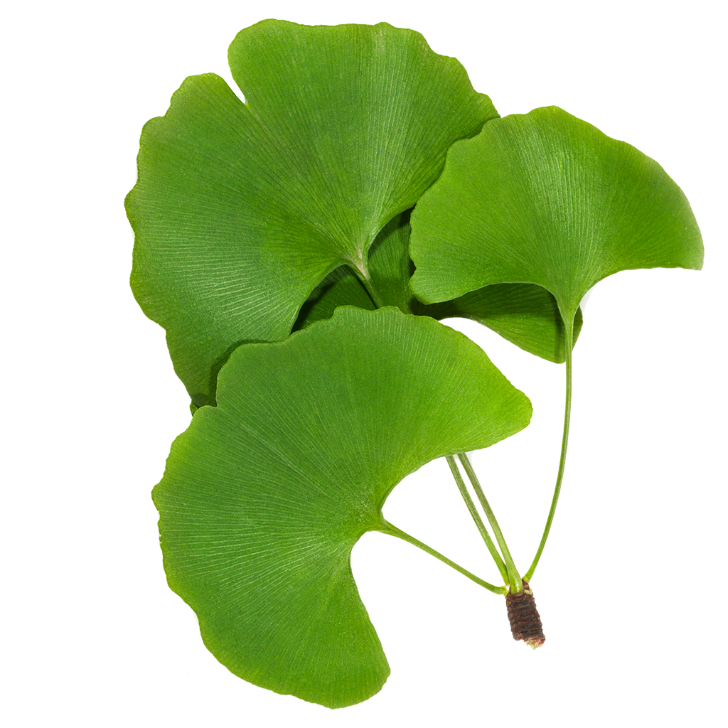 ginkgo-biloba