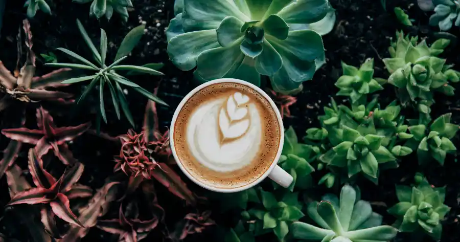 Caffeina usata come stimolante negli integratori alimentrai per lo sport