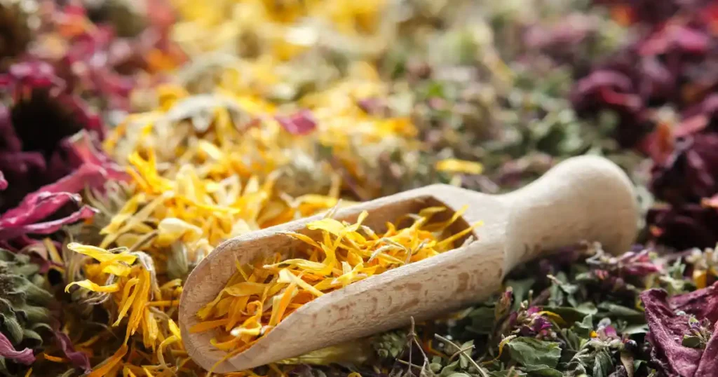 Echinacea per il supporto del sistema immunitario negli integratori alimentari sportivi
