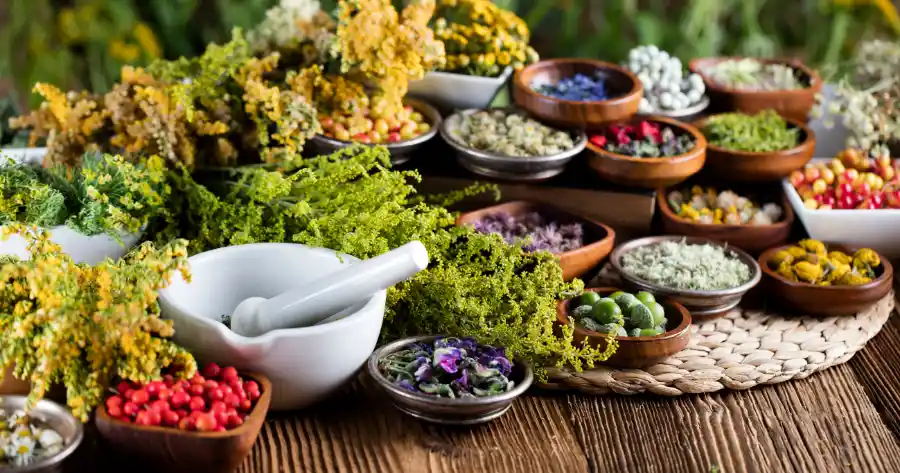 Erbe e vegetali di origine degli integratori naturali sport