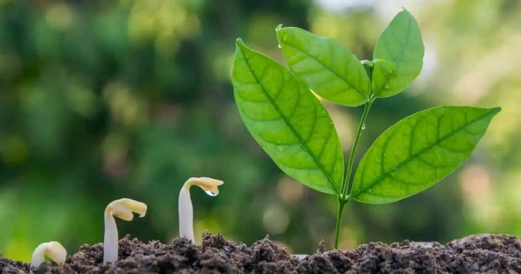 Crescita di una pianta per integratori alimentari naturali per lo sport
