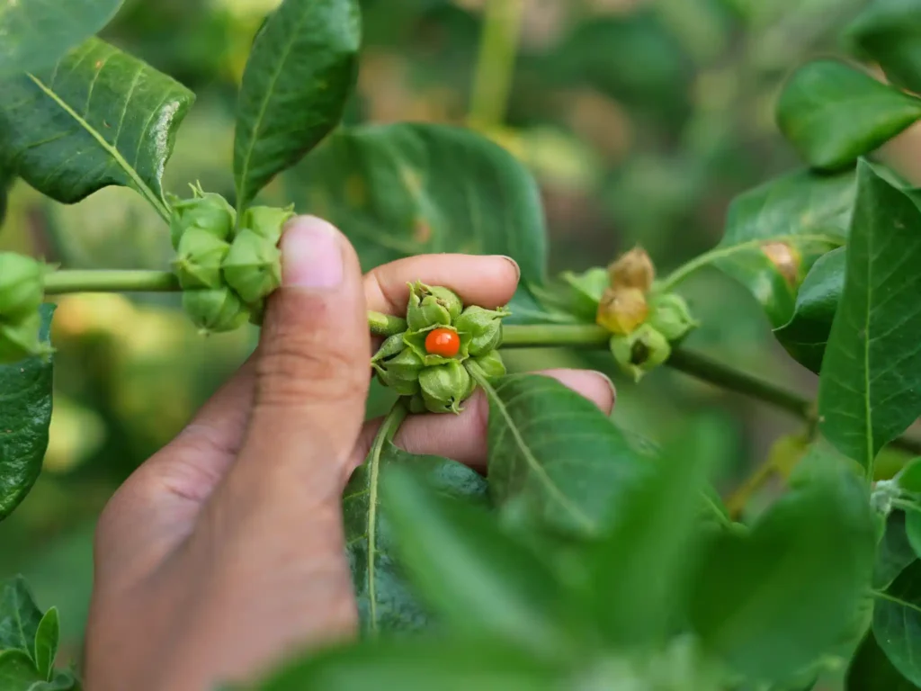 Pianta di ashwagandha per lo sport