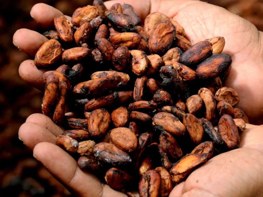 Mani che mostrano chicchi di cacao