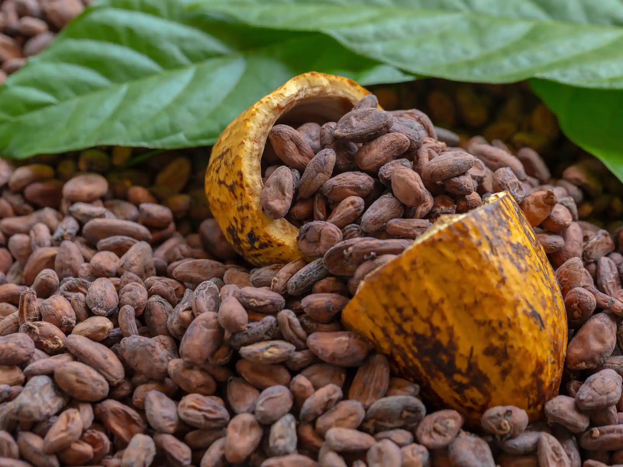 Fava, foglie e chicchi di cacao per lo sport